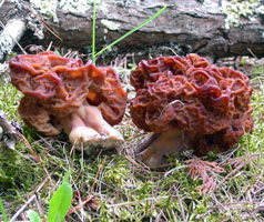 A pair shows the thick stems.